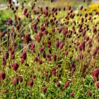 GP 25 x Sanguisorba officinalis 'Tanna' - Rode Pimpernel - Vaste Plant in 9x9cm pot met hoogte 0-10cm