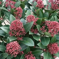GP 4 x Skimmia japonica Rubella Rood|Wit - Sierheester Wintergroene Struik in C1.5(liter) pot met hoogte 10-20cm