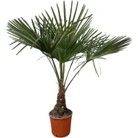 Green bubble Trachycarpus Fortunei - 120cm
