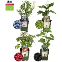 Plants by Frank | "Zomervruchten" BIO Fruitplanten mix set van 4 verschillende soorten | 100% Biologisch gekweekt | Fruittuin | Fruit | Planten | Tuinplanten