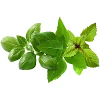 Click and Grow - Smart Garden Refill 9-pack Basil Variety Mix