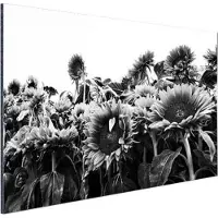 MuchoWow Wanddecoratie Metaal - Aluminium Schilderij Industrieel - Zonnebloemen in Nederland zwart-wit - 30x20 cm - Dibond - Foto op aluminium - Industriële muurdecoratie - Voor de woonkamer/slaapkamer