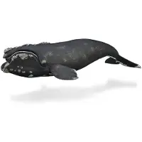 Collecta Figurine - Noordkaper - (XL)