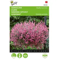 Buzzy Zaden hangsilene sibella carmine 25 zaden
