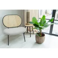 Green bubble Bananenplant - 110cm