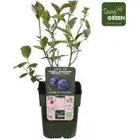 Hello Plants Vaccinium Corymbosum Reka Blauwe Bes - Bessenstruik - Ø 13 cm - Hoogte: 45 cm