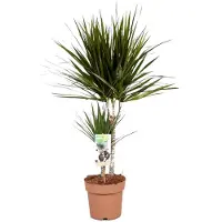 Plant in a Box Dracaena Marginata - Drakenbloedboom - Pot 17cm - Hoogte 70-80cm Dracaena Marginata P17