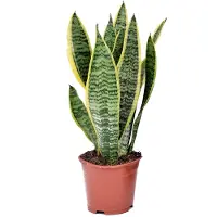 FloraStore Sansevieria Laurentii - Vrouwentong - Pot 12cm - Hoogte 30-40cm Sansevieria P12
