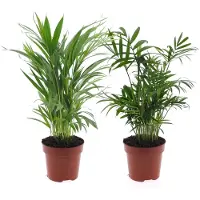 FloraStore Dypsis, Chamaedorea - Set van 2 - Mini palm mix - Pot 12cm - Hoogte 25-40cm Mini Indoor Palmmix x2