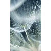 Dimex Fotobehang - Dandelion Macro 150x250cm - Vliesbehang