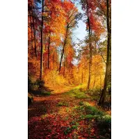 Dimex Fotobehang - Forest Walk 150x250cm - Vliesbehang