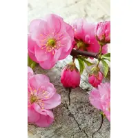 Dimex Fotobehang - Sakura 150x250cm - Vliesbehang