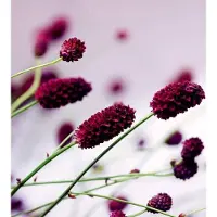 Dimex Fotobehang - Floral Violet 225x250cm - Vliesbehang