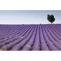 Dimex Fotobehang - Lavender Field 375x250cm - Vliesbehang