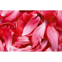Dimex Fotobehang - Red Petals 375x250cm - Vliesbehang