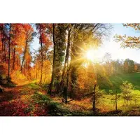 Dimex Fotobehang - Forest Walk 375x250cm - Vliesbehang