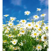 Dimex Fotobehang - Daisies 225x250cm - Vliesbehang