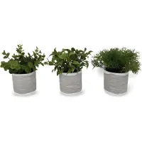 Dulaire Kunst Vetplanten In Pot 17 cm - 3 st.