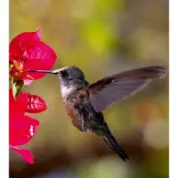 Dimex Fotobehang - Hummingbird 225x250cm - Vliesbehang