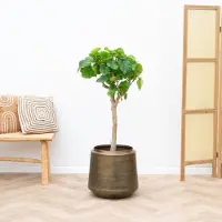 Green bubble Ficus Umbellata - 180cm