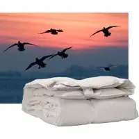 ISleep enkel dekbed 60% dons - warmteklasse 2 - Lits-jumeaux 240x220 cm