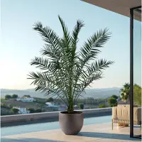 Green bubble Phoenix Canariensis - 300cm