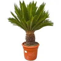 Green bubble Cycas Revoluta - 110cm