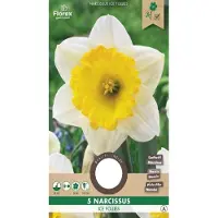 Florex Narcis Grootkronig Ice Follies 12/14 5 st.(10) 971.05