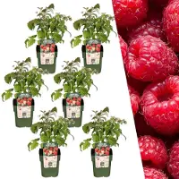 Frank GmbH | 6 Frambozenplanten | 100% Biologische Fruitplanten | Frambozen | Tuinplanten | Winterharde Planten voor de Tuin