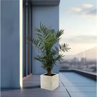 Green bubble Phoenix Canariensis - 130cm
