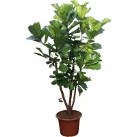 Green bubble Ficus Lyrata vertakt XXXL - 275cm