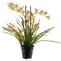 Nova Nature Meadow orchid plant w/pot pink 71cm |