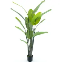 Nova Nature Strelitzia palm in pot 187cm |