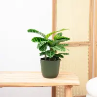 Green bubble Calathea Zebrina - 35cm