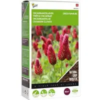Buzzy Seeds Groenbemester Incarnaatklaver (Trifolium Incarnatum) 200 G