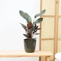 Green bubble Calathea Ornata - 50cm