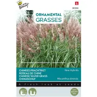 Buzzy - Ornamental Grasses, Miscanthus sinensis Neue Hybriden