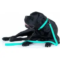 Waudog Waterproof Hondenlijn / Hondenriem - Collartex - Mint - Glow In The Dark - Breedte 25 mm - Lengte 122 cm - Geschikt voor grote honden