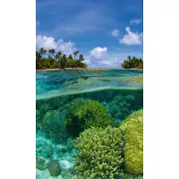 Dimex Fotobehang - Coral Reef 150x250cm - Vliesbehang