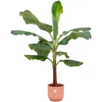 Green bubble Combi deal - Bananenplant (Musa) inclusief elho Vibes Fold Round roze Ø22 - 120 cm