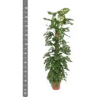 Green bubble Monstera Monkey Leaf - 160cm