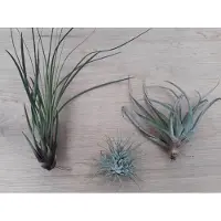 Warentuin Collection 3 stuks! Kamerplant Tillandsia Luchtplantjes