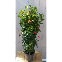 Warentuin Collection Dipladenia Mandevilla Sundaville Rood 110-130 cm
