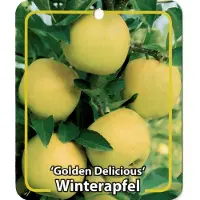 Warentuin Collection Malus Domestica Golden Delicious fruitboom Appel