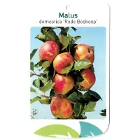 Warentuin Collection Malus Domestica Rode Boskoop fruitboom Appel