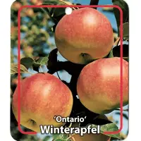 Warentuin Collection Malus Domestica Ontario fruitboom Appel