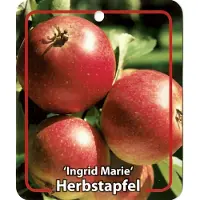 Warentuin Collection Malus Domestica Ingrid Marie fruitboom Appel