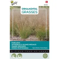 Buzzy - Ornamental Grasses, Sporobolus heterolepis