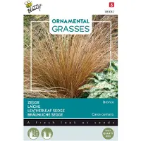 Buzzy Ornamental Grasses, Carex comans 'Bronco'