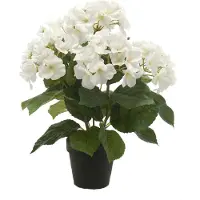 Emerald Hydrangea bush x5 sterren I